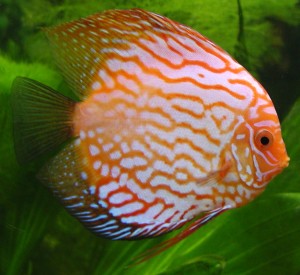 Orange Discus Fish